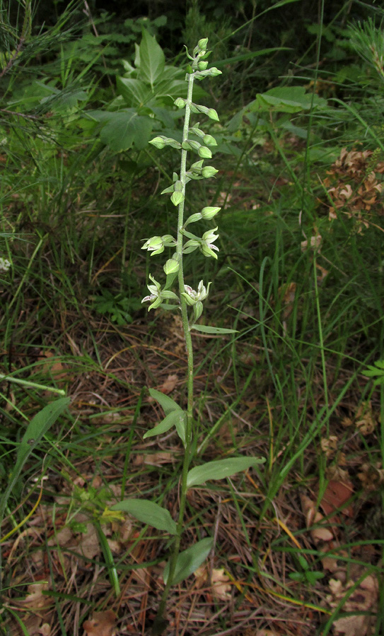 Image of Epipactis condensata specimen.