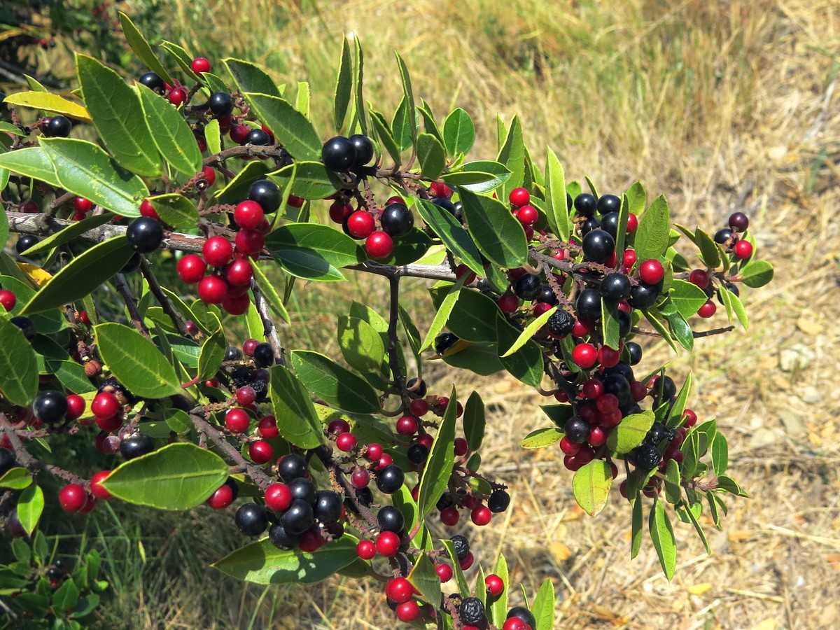 Image of Rhamnus alaternus specimen.