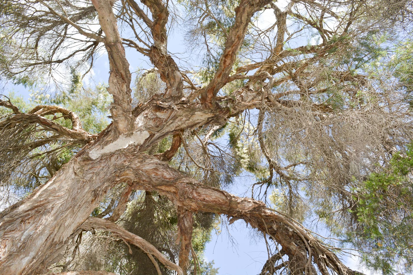 Image of Melaleuca halmaturorum specimen.