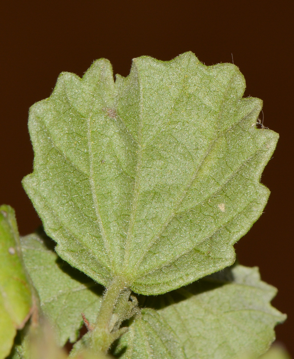 Image of Pavonia praemorsa specimen.