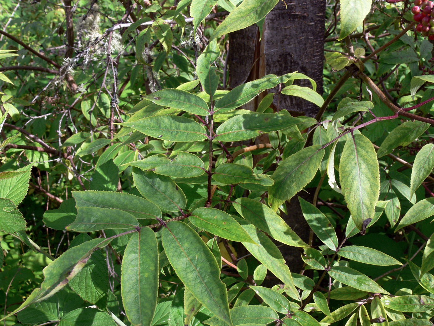 Изображение особи Sambucus sibirica.