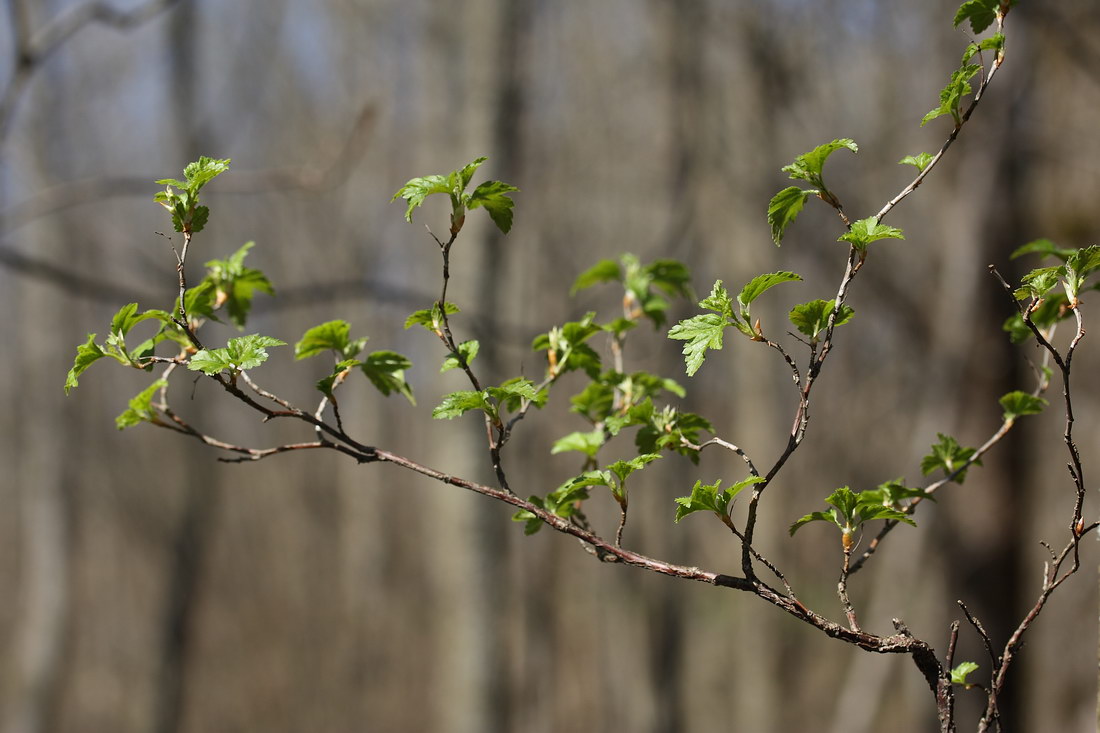 Изображение особи Ribes alpinum.