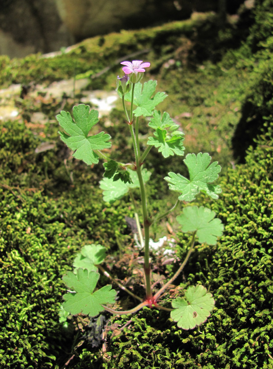 Изображение особи Geranium rotundifolium.