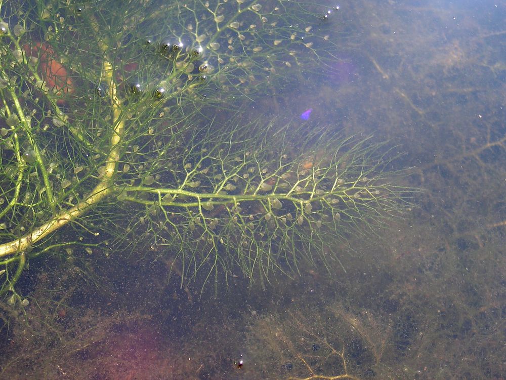 Изображение особи Utricularia macrorhiza.