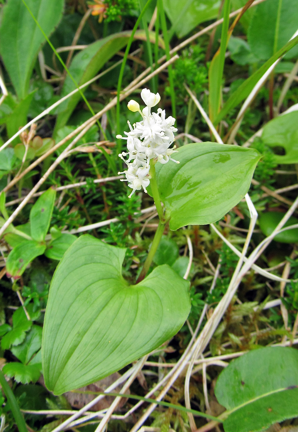 Image of Maianthemum dilatatum specimen.