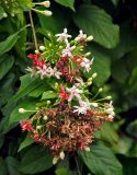 Combretum indicum. Соцветие с бутонами, цветущими и отцветающими цветками и листья. Малайзия, Куала-Лумпур, в культуре. 13.05.2017.