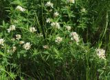 Trifolium lupinaster