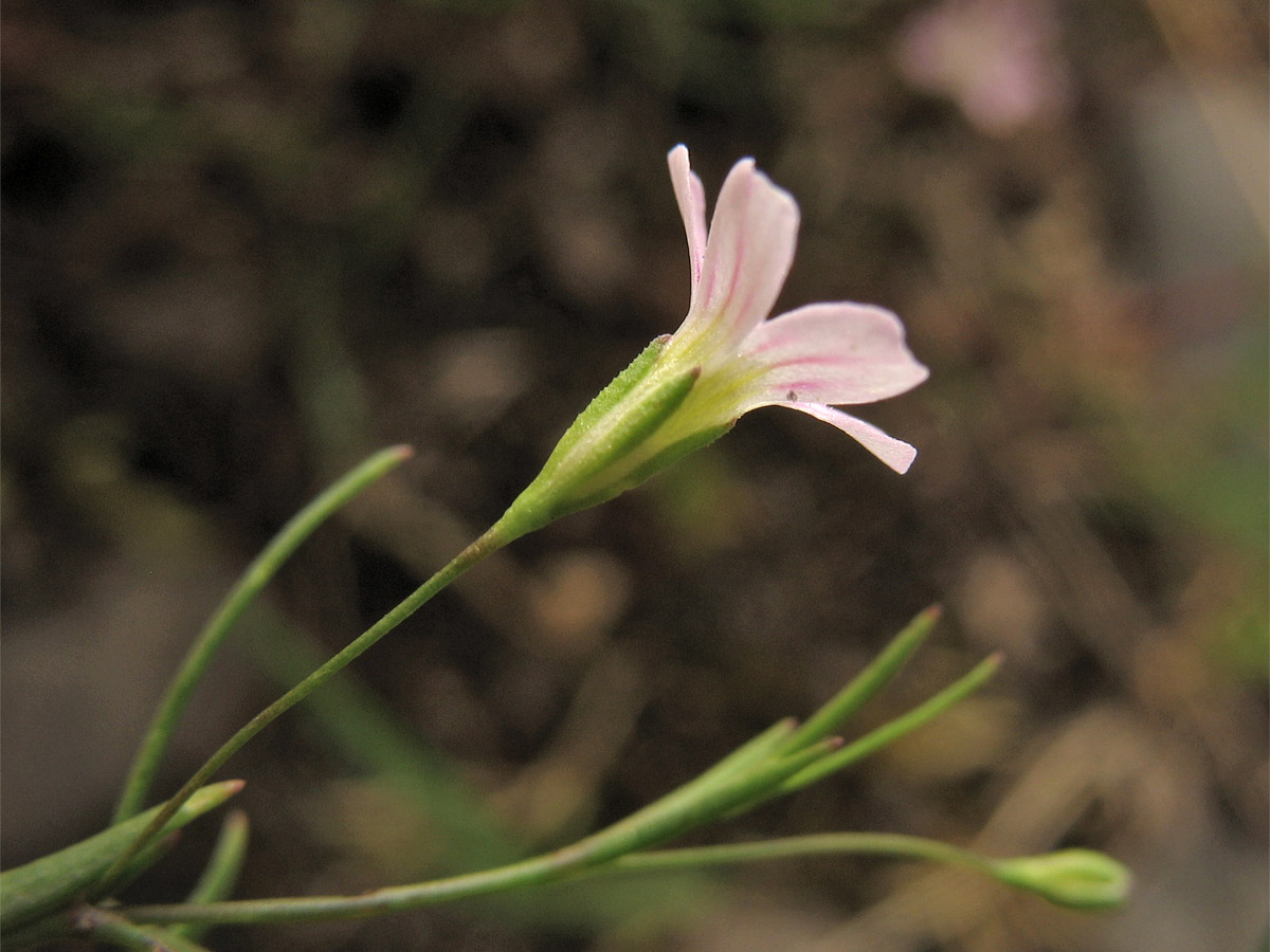 Image of Psammophiliella muralis specimen.