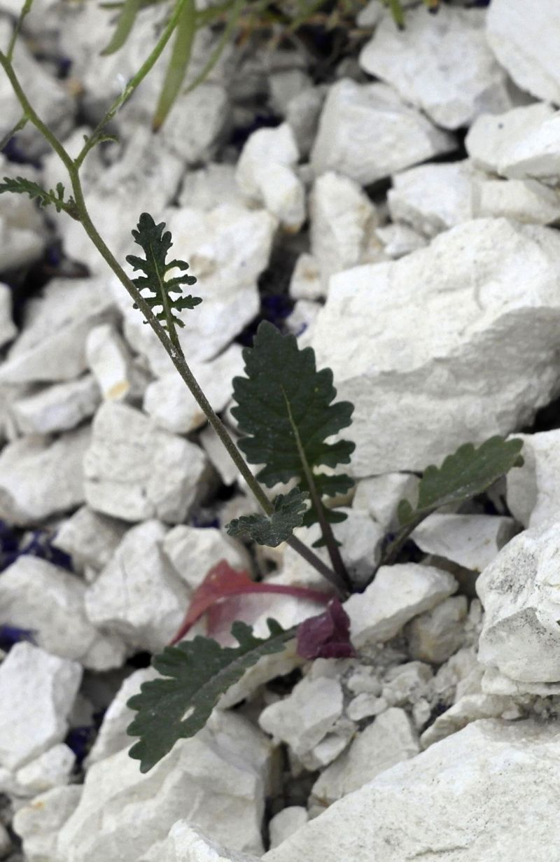 Image of Erucastrum gallicum specimen.