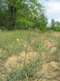 Camelina rumelica. Побег с цветками и плодами. Дагестан, Кумторкалинский р-н, окр. бархана Сарыкум. 06.05.2018.