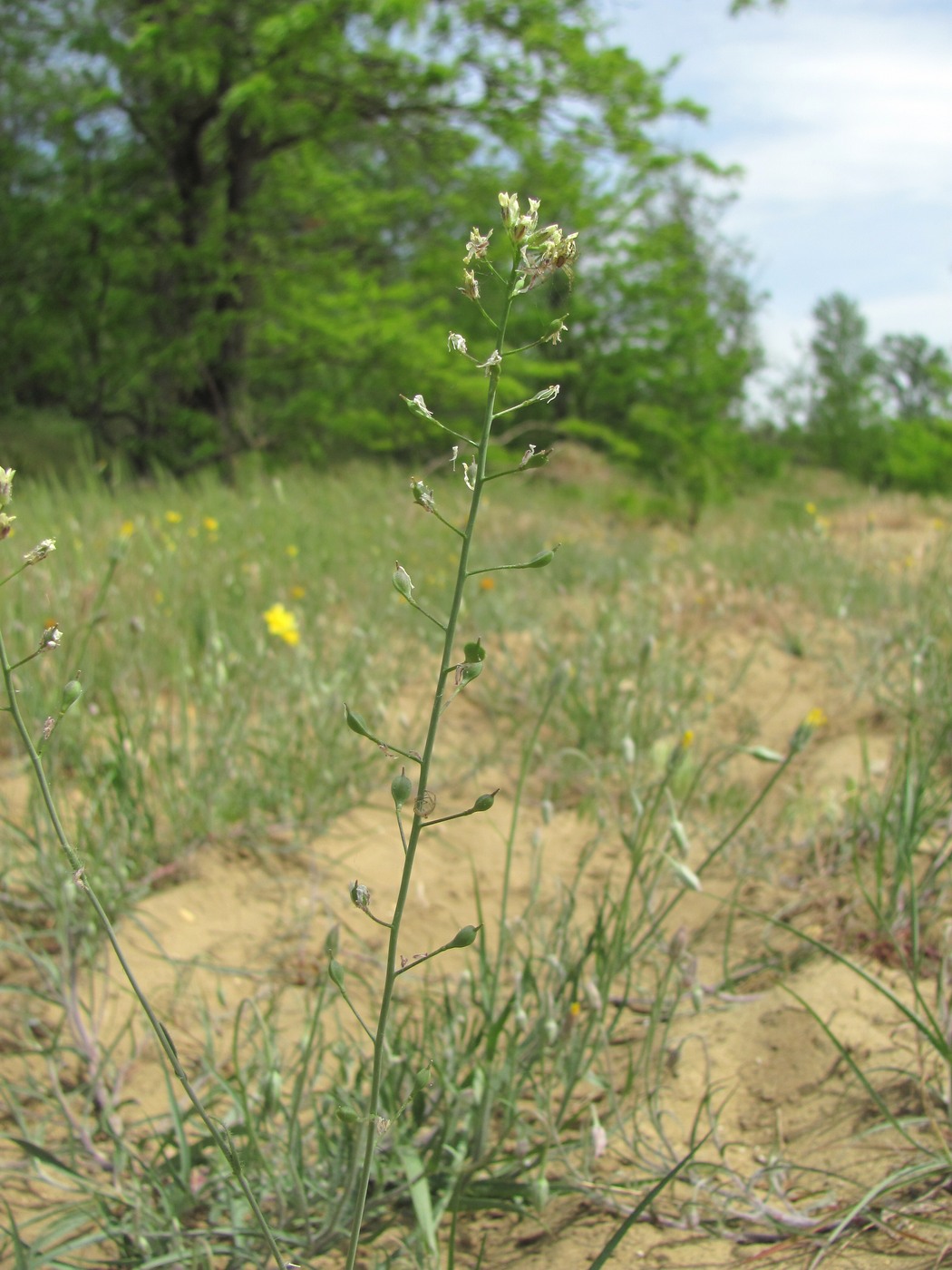 Image of Camelina rumelica specimen.