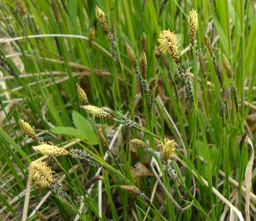 Image of genus Carex specimen.