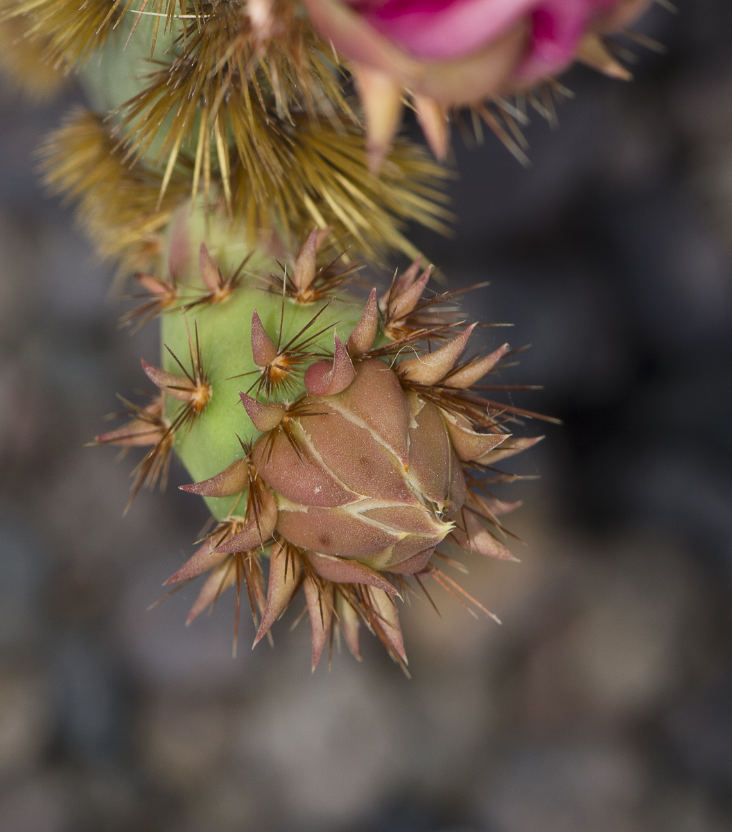 Изображение особи Opuntia aciculata.