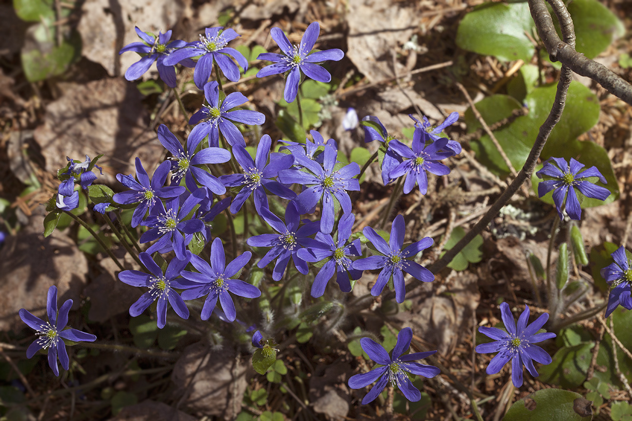 Image of Hepatica nobilis specimen.