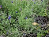 Lavandula multifida