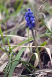 Muscari dolichanthum