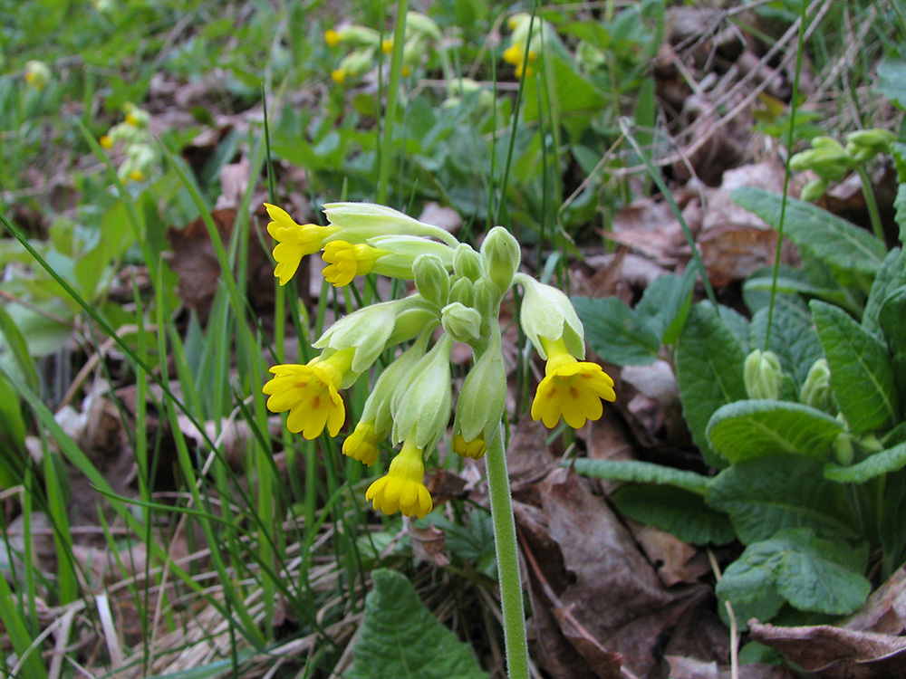 Image of Primula veris specimen.