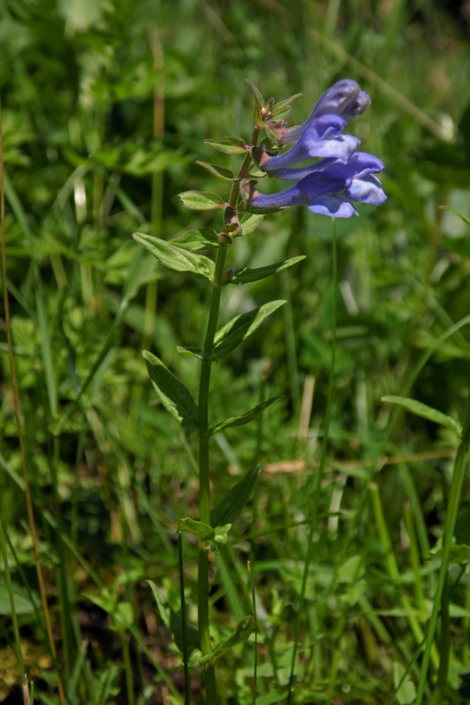 Image of Scutellaria hastifolia specimen.