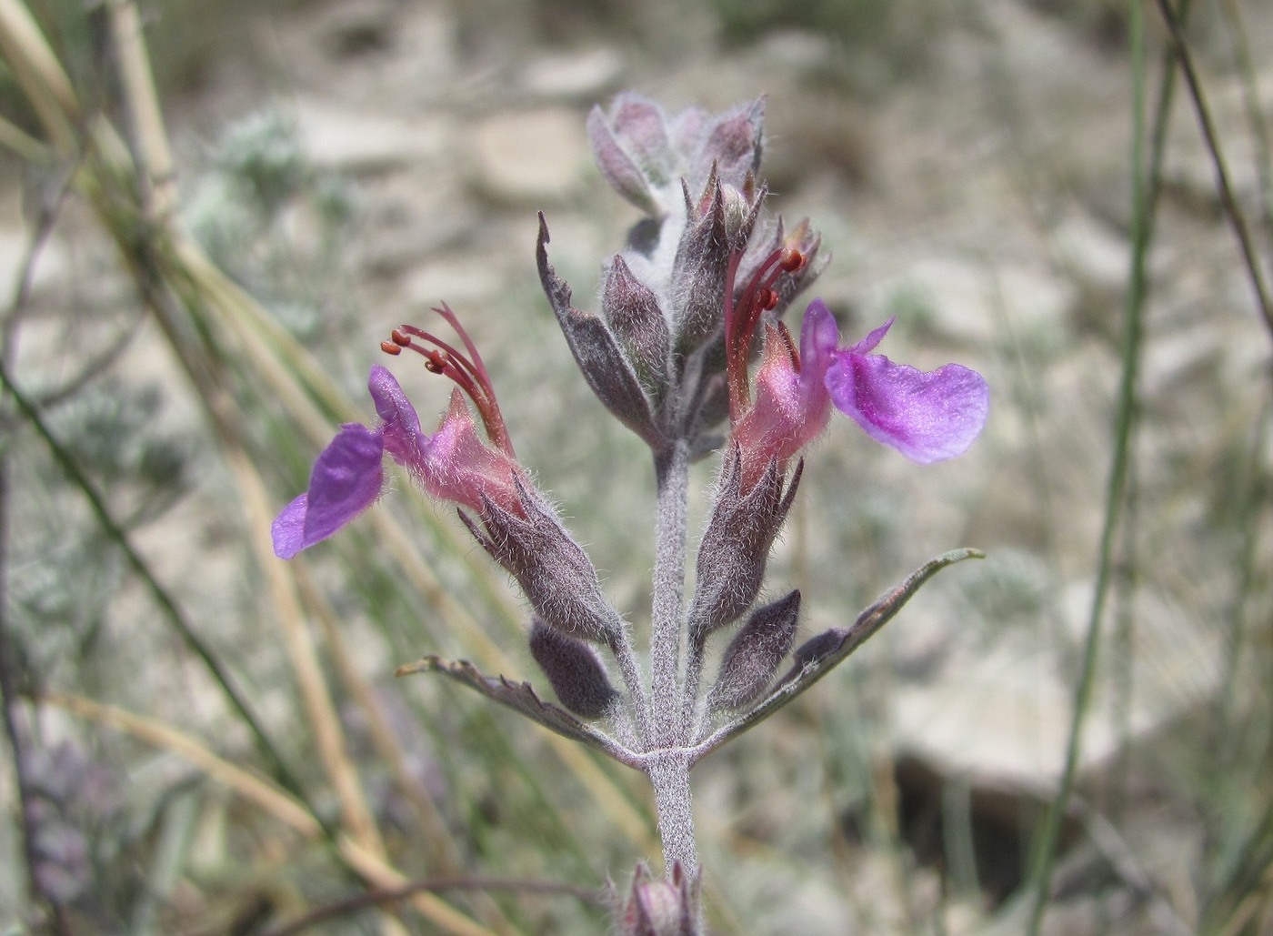 Image of Teucrium canum specimen.