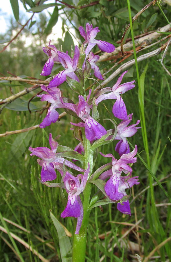 Изображение особи Dactylorhiza salina.