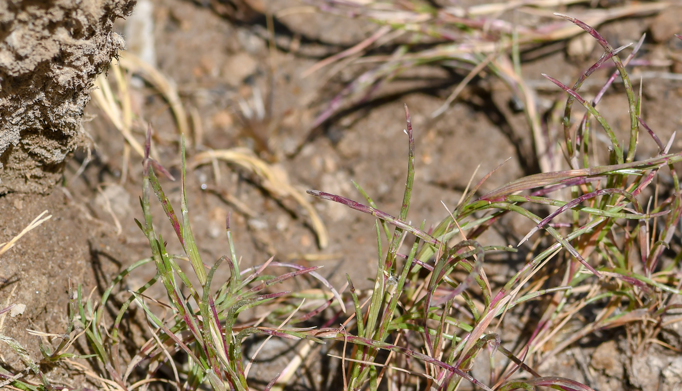 Image of Parapholis filiformis specimen.