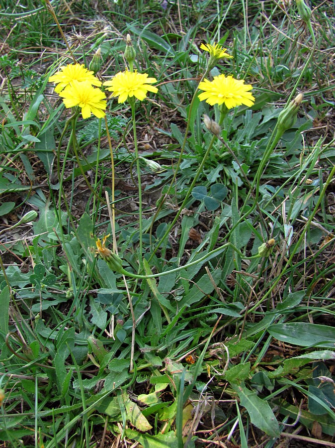 Изображение особи Leontodon saxatilis.