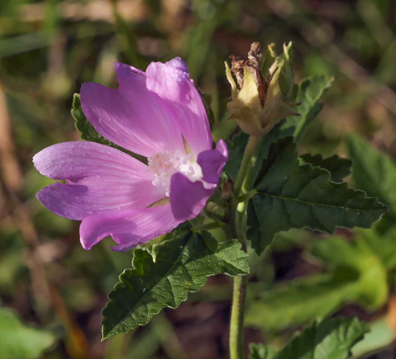 Image of Malva thuringiaca specimen.