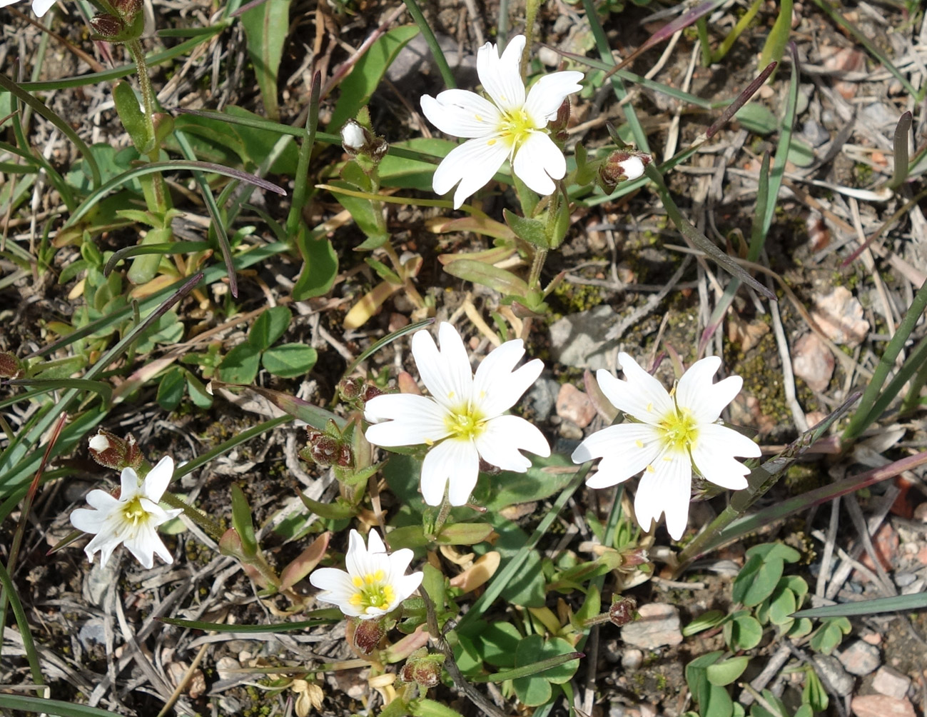 Изображение особи Dichodon cerastoides.