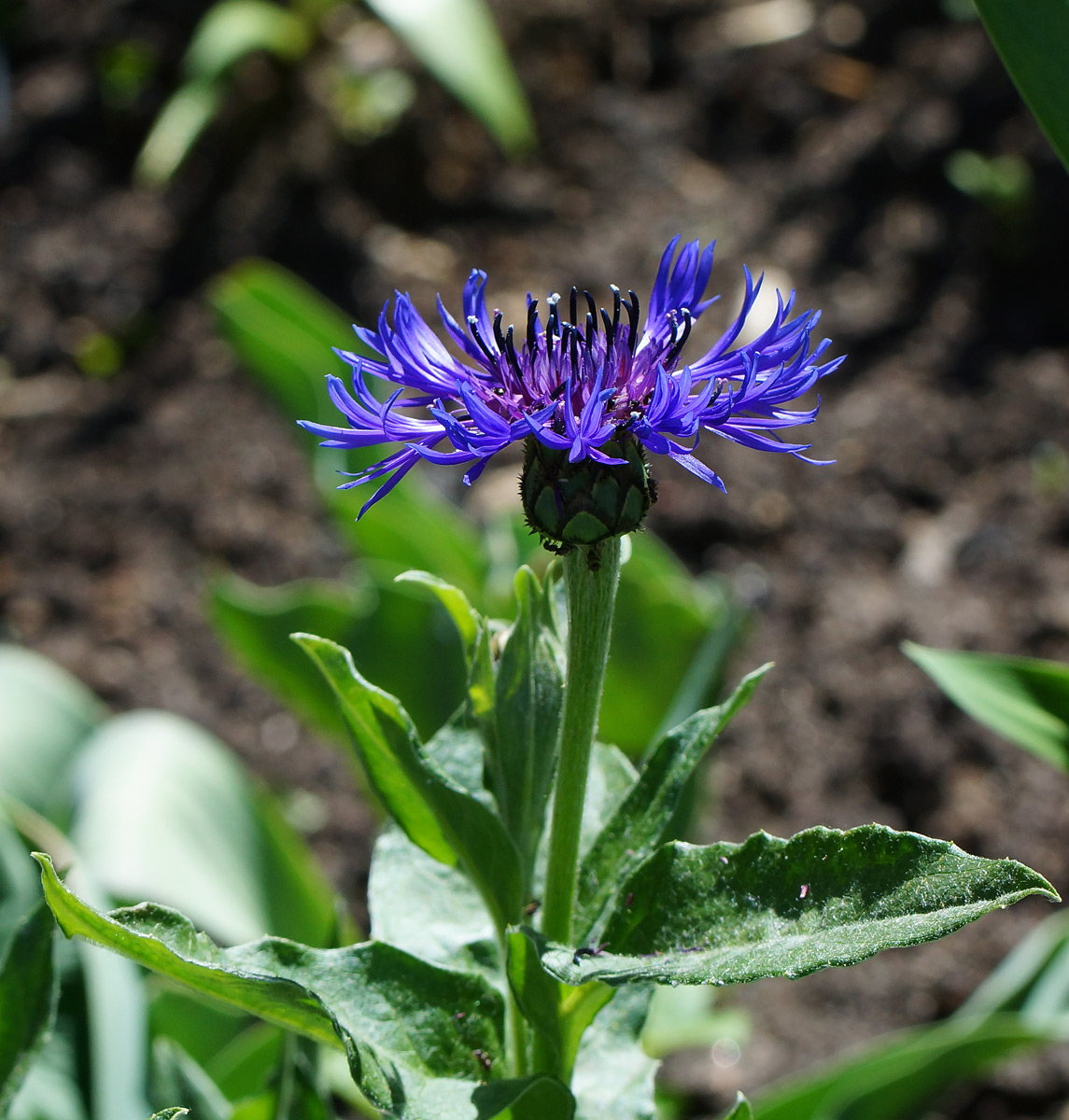 Image of Centaurea montana specimen.