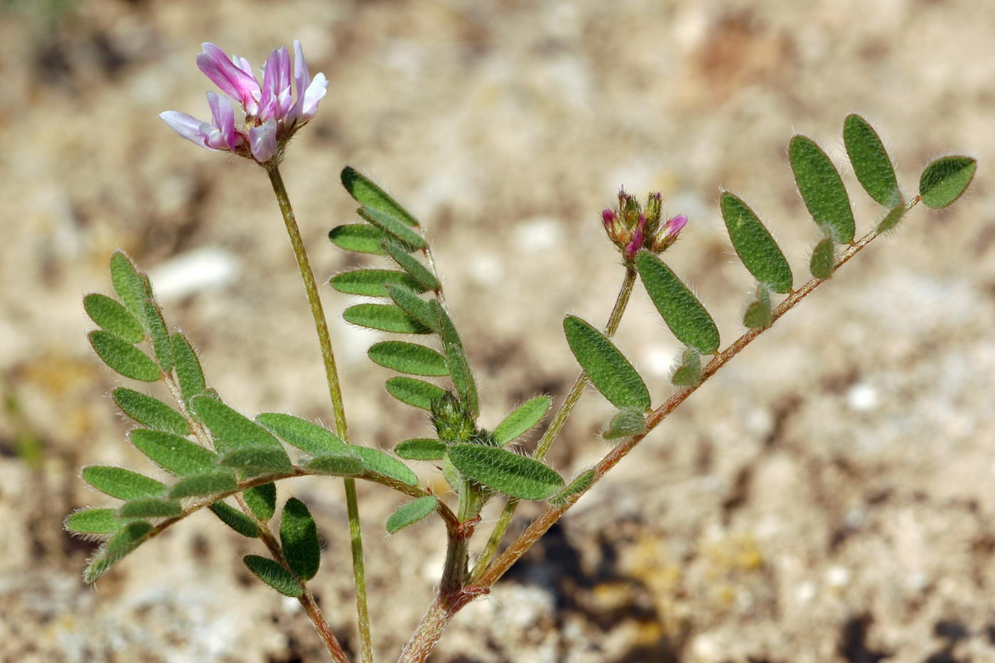 Image of Astragalus filicaulis specimen.