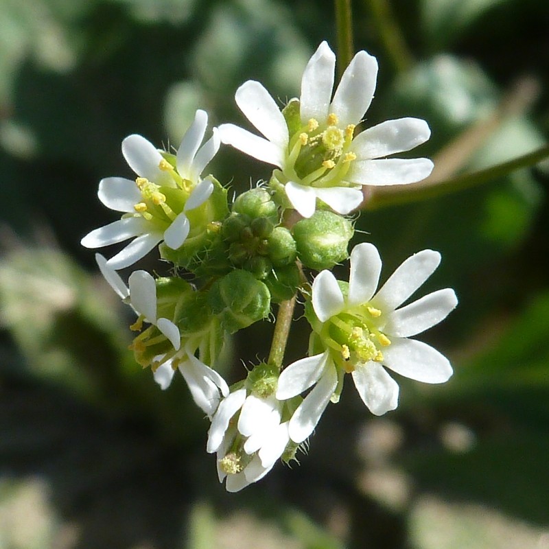 Image of Erophila verna specimen.