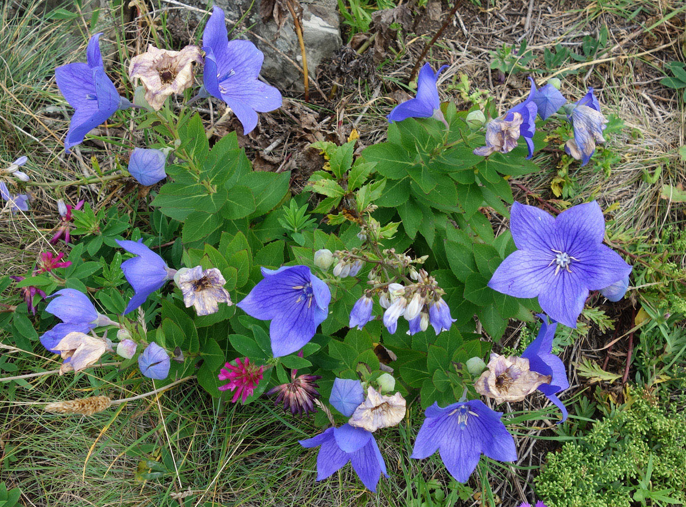 Image of Platycodon grandiflorus specimen.