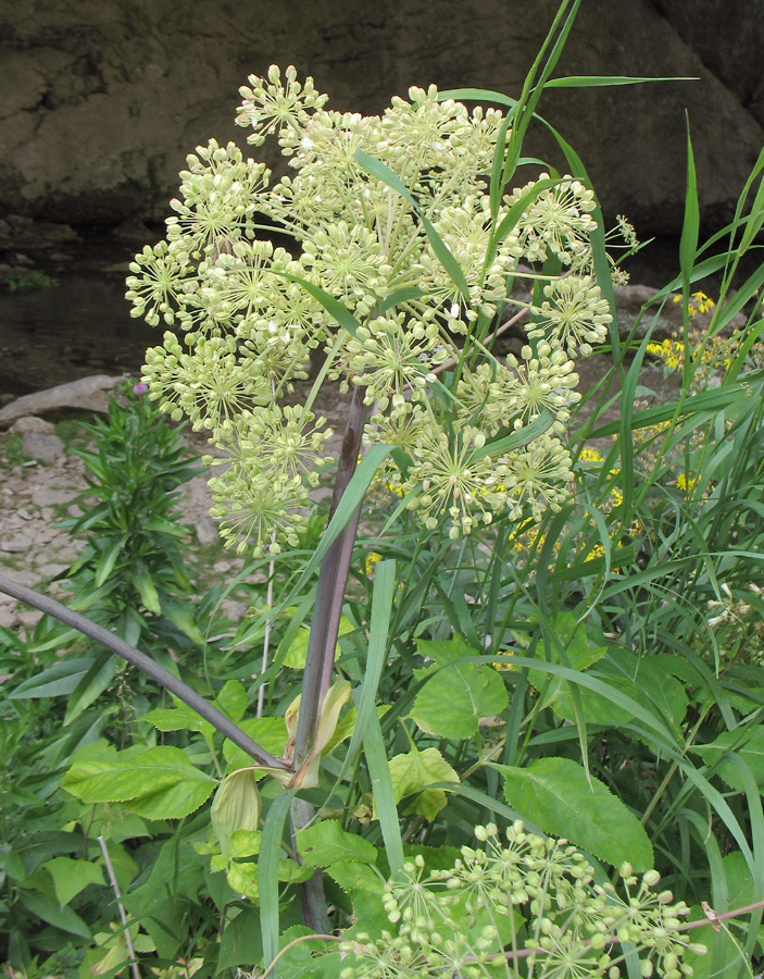 Изображение особи Archangelica officinalis.