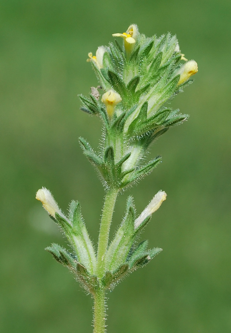 Изображение особи Parentucellia flaviflora.