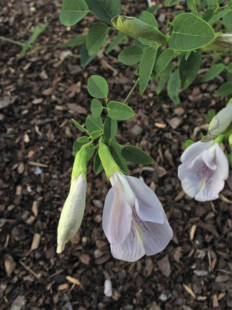 Image of Clitoria mariana specimen.