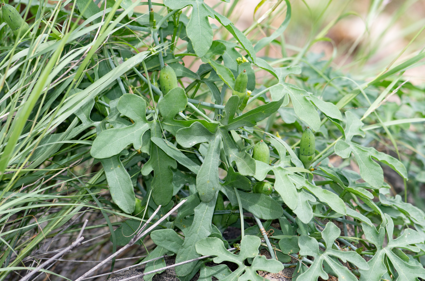 Image of Corallocarpus welwitschii specimen.