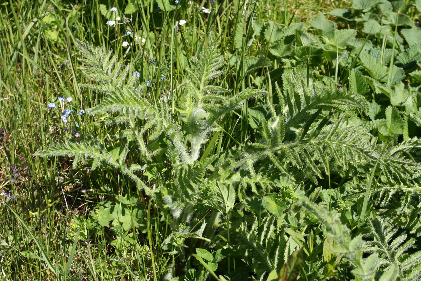 Image of Papaver setiferum specimen.