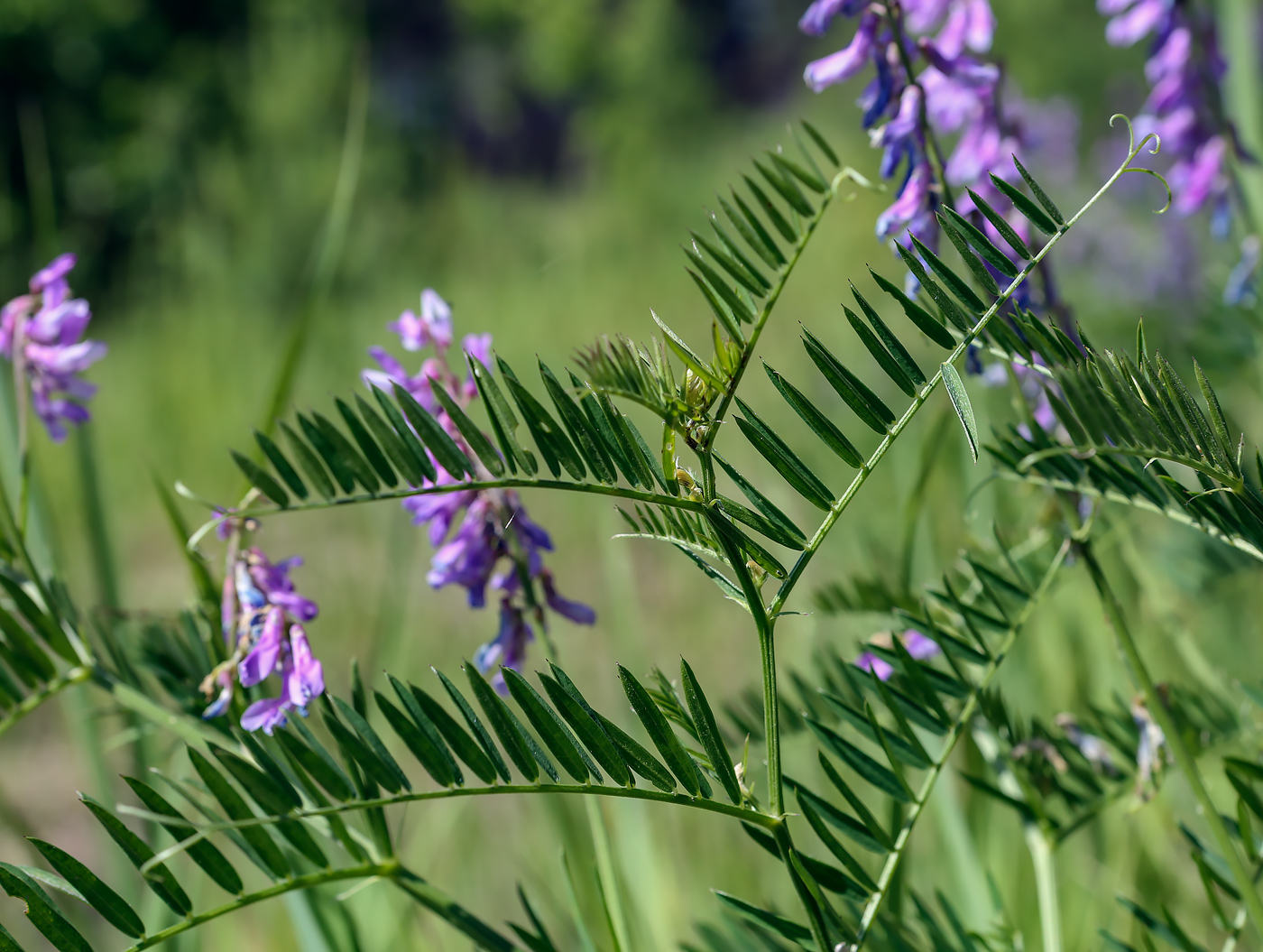 Image of Vicia tenuifolia specimen.