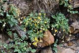 Potentilla orientalis