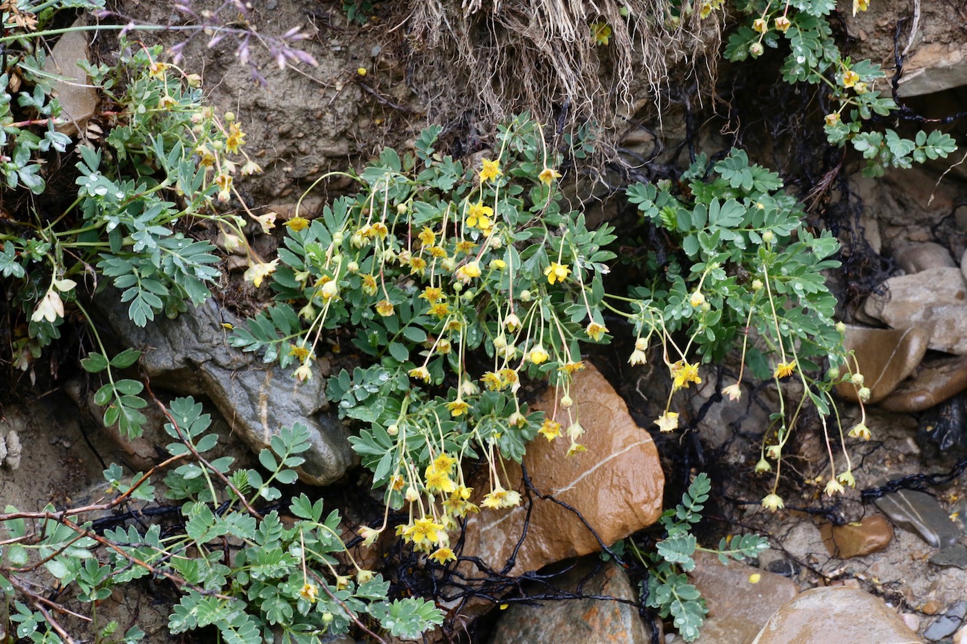 Image of Potentilla orientalis specimen.