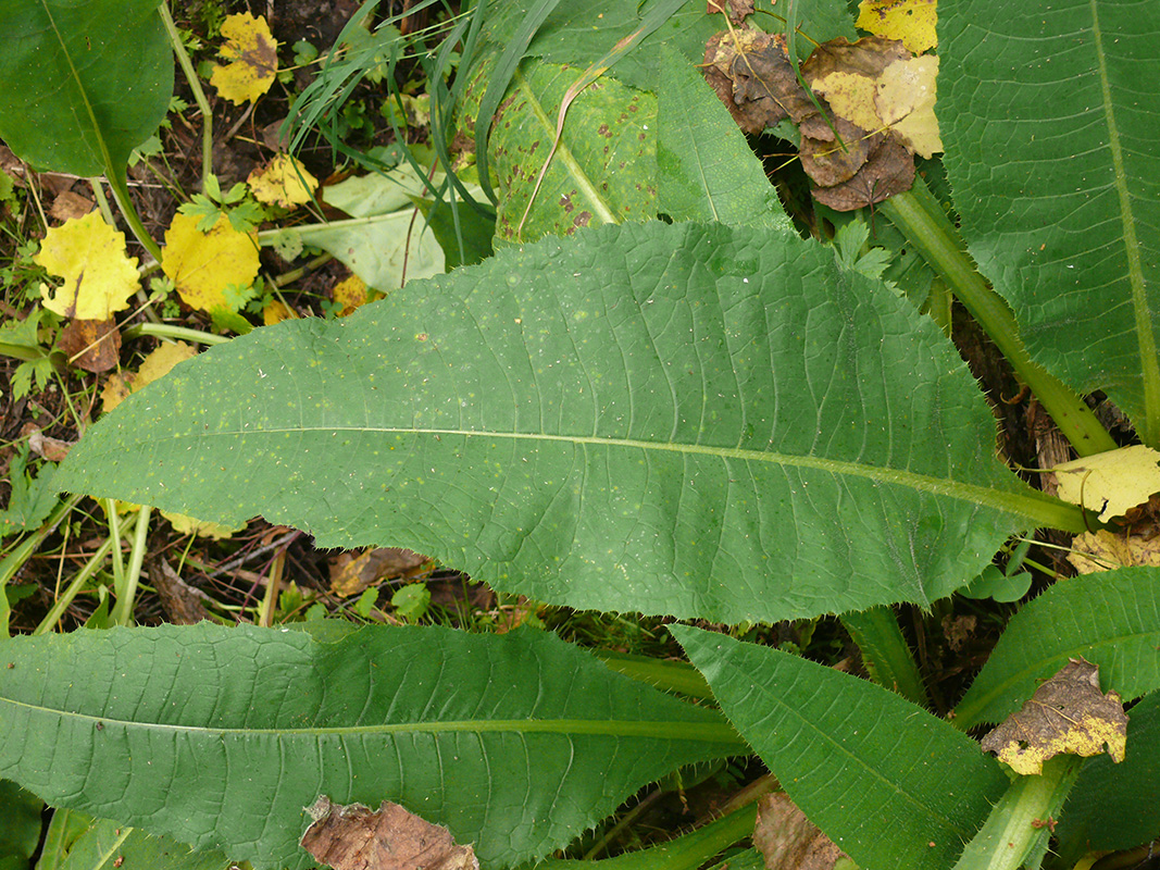 Image of Cirsium helenioides specimen.