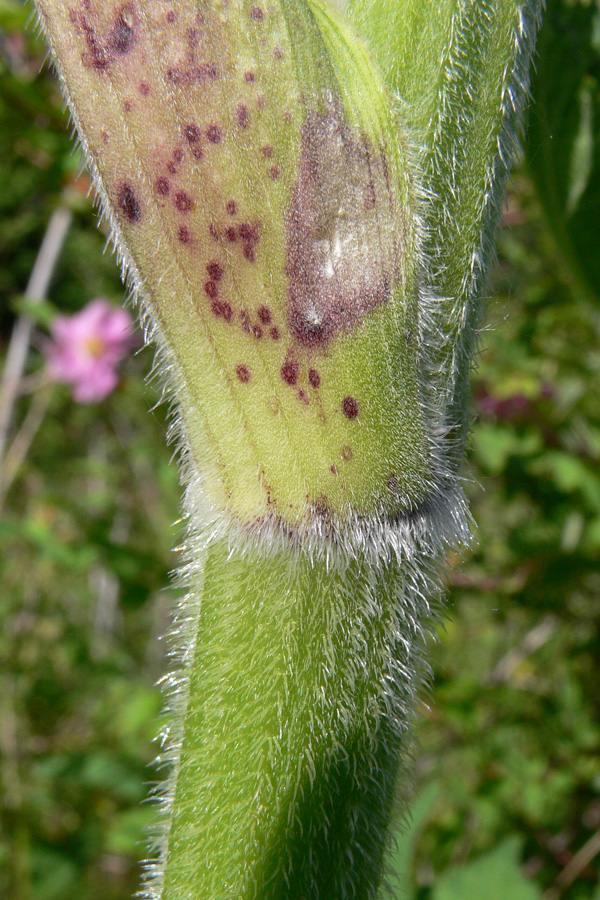 Image of Heracleum sibiricum specimen.