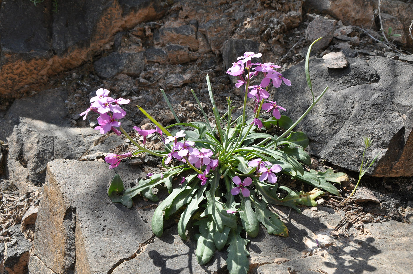 Image of Leiospora beketovii specimen.