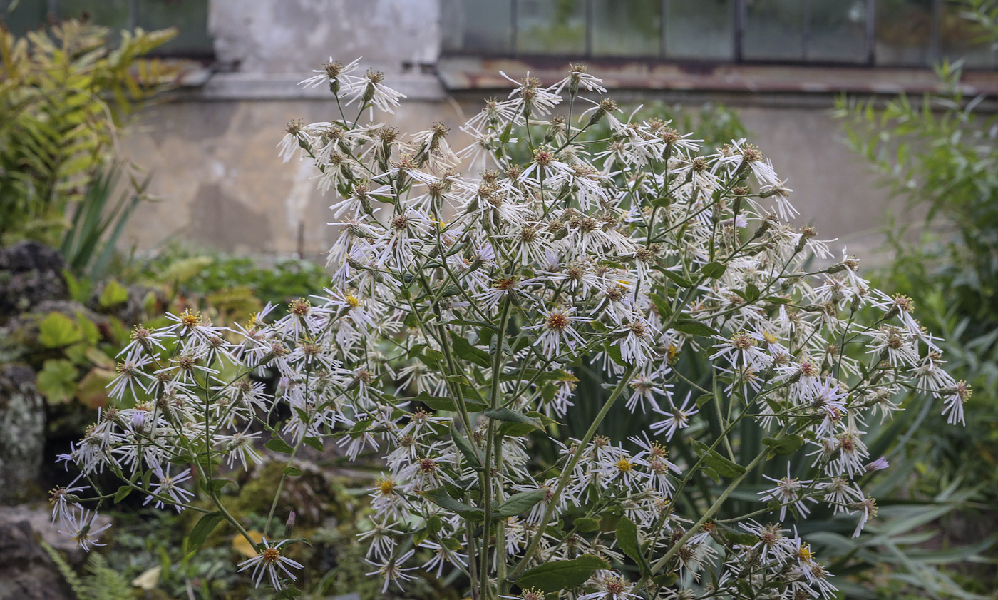 Image of familia Asteraceae specimen.