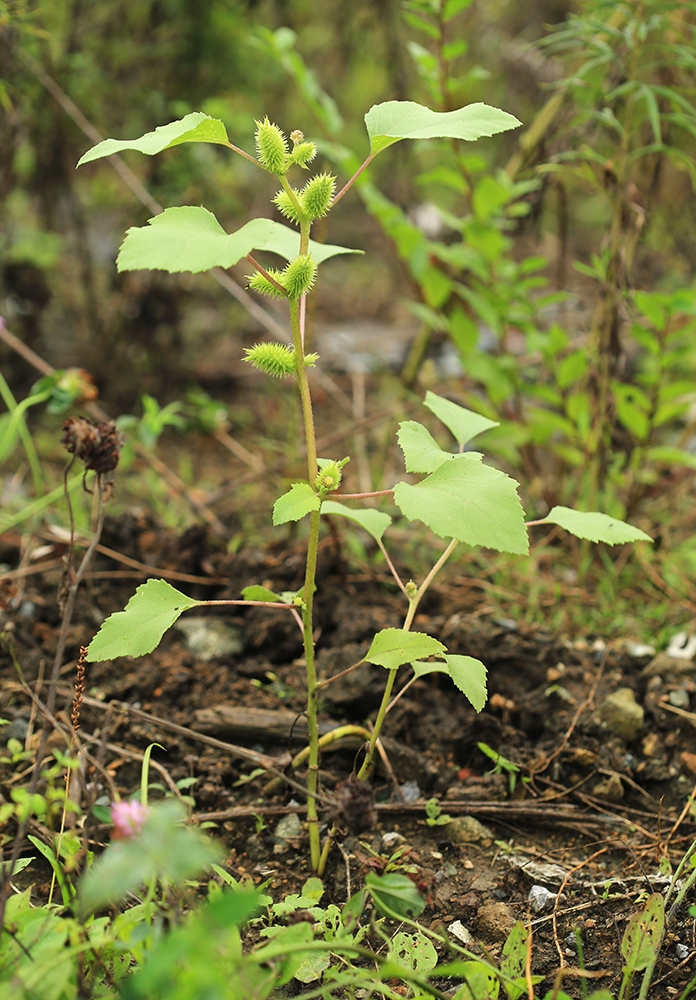 Image of Xanthium orientale specimen.