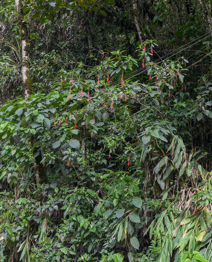 Изображение особи Fuchsia boliviana.