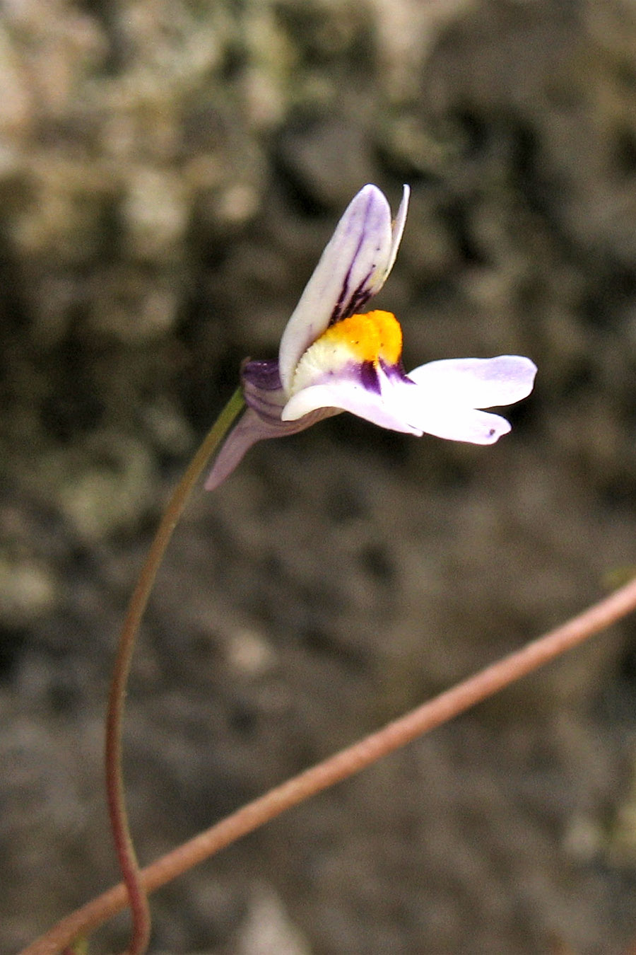 Image of Cymbalaria longipes specimen.