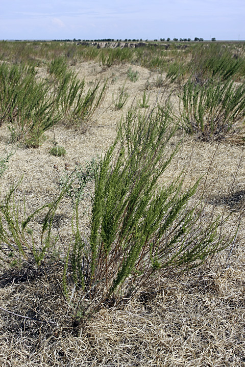 Image of Artemisia cina specimen.