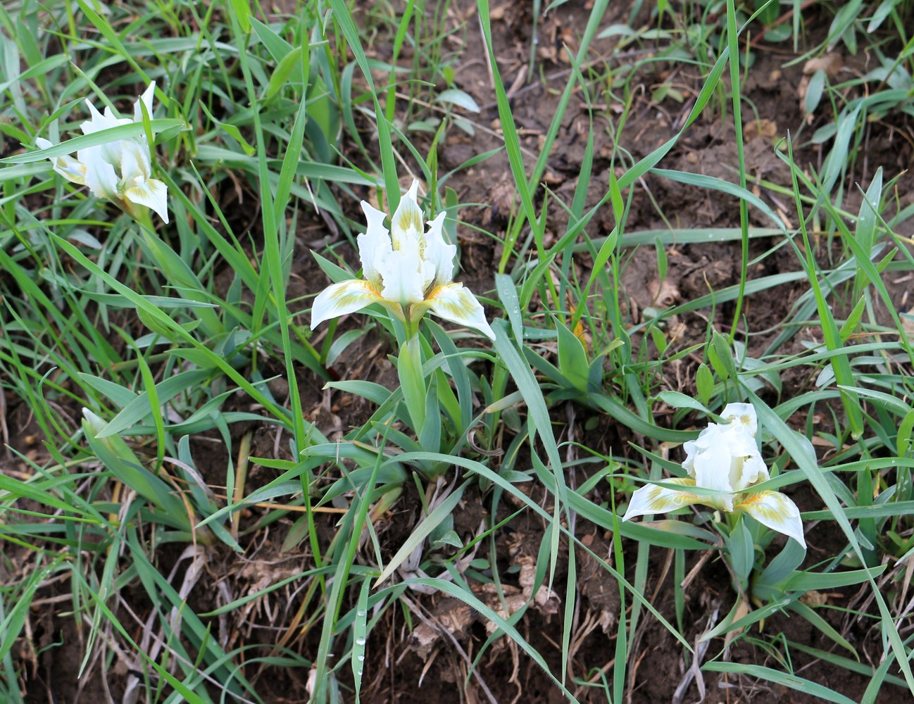 Image of Iris pumila specimen.