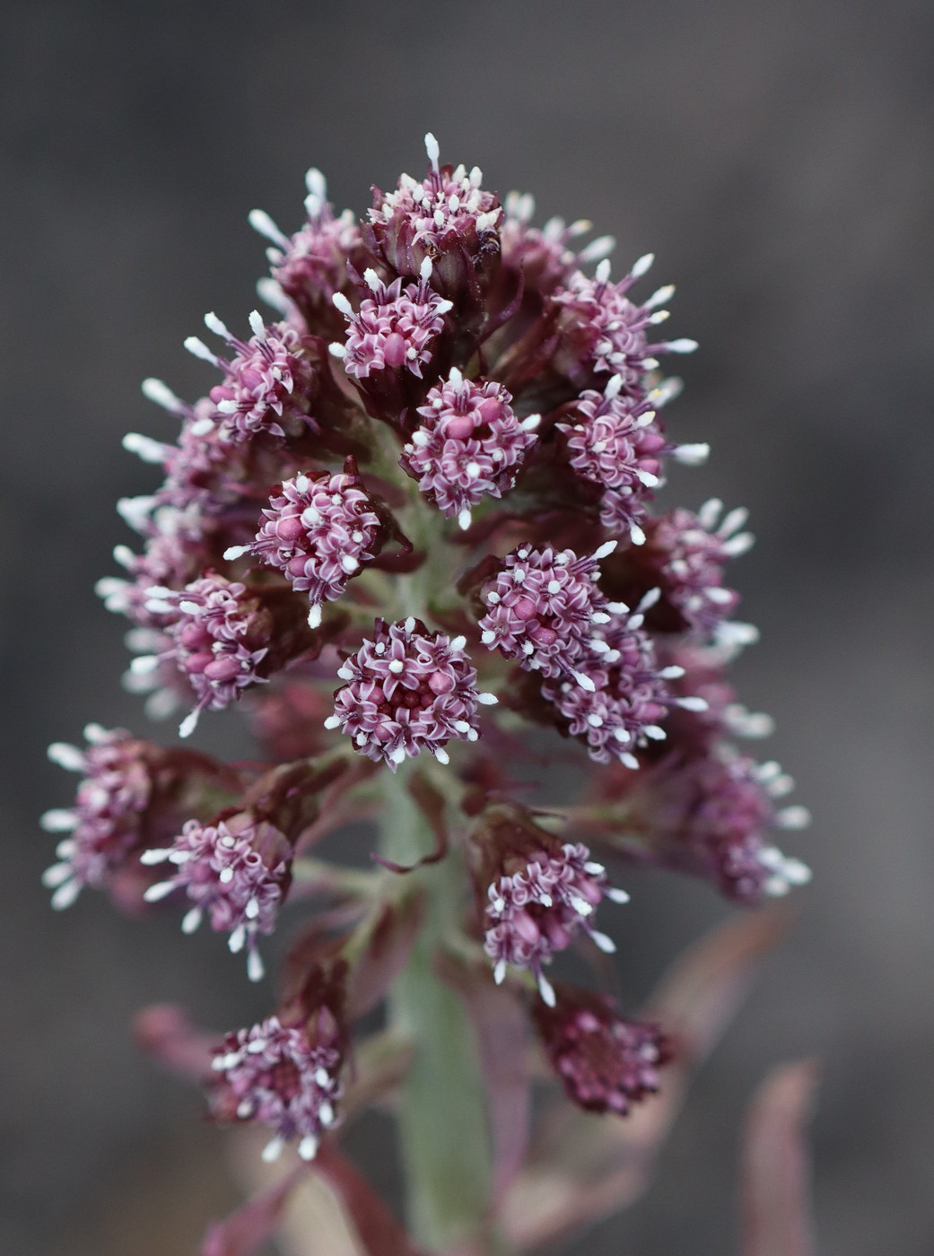 Image of Petasites hybridus specimen.